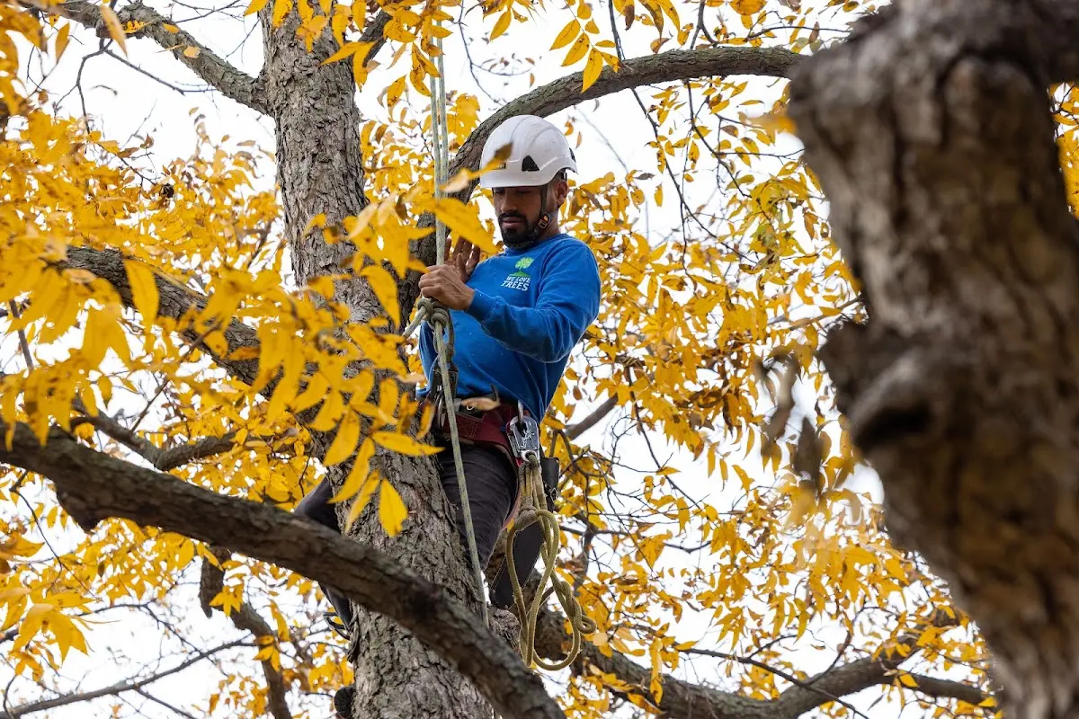 Skilled Tree Planting crew working in Trimble